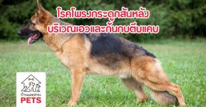 โรคโพรงกระดูกสันหลังบริเวณเอวและก้นกบตีบแคบ (DLSS)