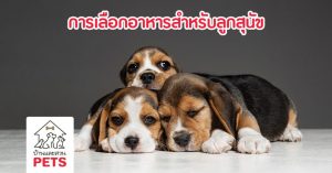 การเลือกอาหารลูกสุนัข เพื่อให้แข็งแรงและสุขภาพดี