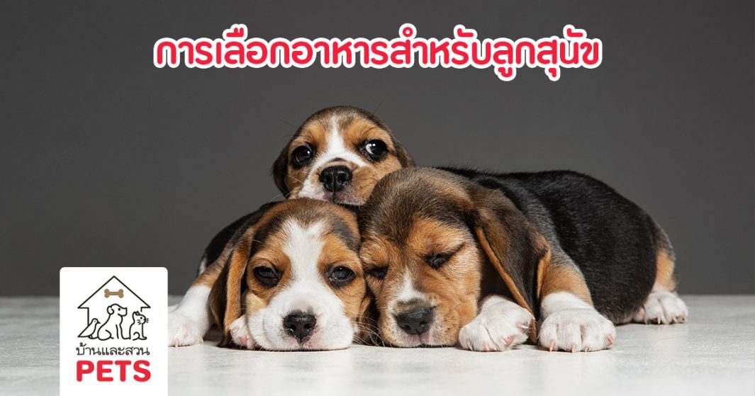 การเลือกอาหารลูกสุนัข เพื่อให้แข็งแรงและสุขภาพดี