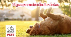 หลีกเลี่ยงอันตราย! ด้วย 9 วิธีดูแลสุขภาพสัตว์เลี้ยงในหน้าร้อน