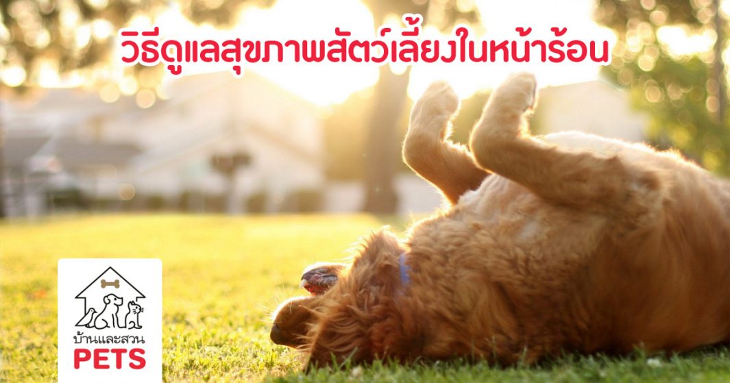 หลีกเลี่ยงอันตราย! ด้วย 9 วิธีดูแลสุขภาพสัตว์เลี้ยงในหน้าร้อน