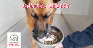 ประโยชน์ของ “พรีไบโอติก” ต่อทางเดินอาหารของสุนัข