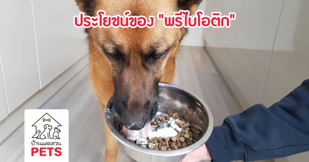 ประโยชน์ของ “พรีไบโอติก” ต่อทางเดินอาหารของสุนัข
