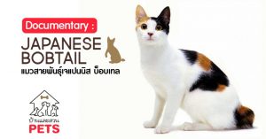 เจแปนนิส บ็อบเทล (Japanese Bobtail) ลักษณะสายพันธุ์และนิสัย เจแปนนิส บ็อบเทล