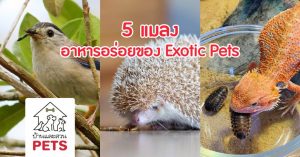 อาหารจากแมลงแสนอร่อย ของโปรด Exotic Pets
