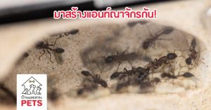 วิธีการสร้างแอนท์ณาจักร เตรียมรังสำหรับเลี้ยงมด