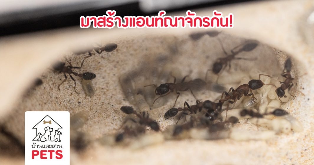 วิธีการสร้างแอนท์ณาจักร เตรียมรังสำหรับเลี้ยงมด