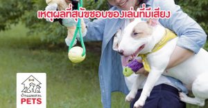 3 เหตุผลที่สุนัขชอบของเล่นที่มีเสียง