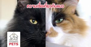 ความเชื่อเกี่ยวกับแมวดำ และแมวสามสีในแต่ละประเทศ