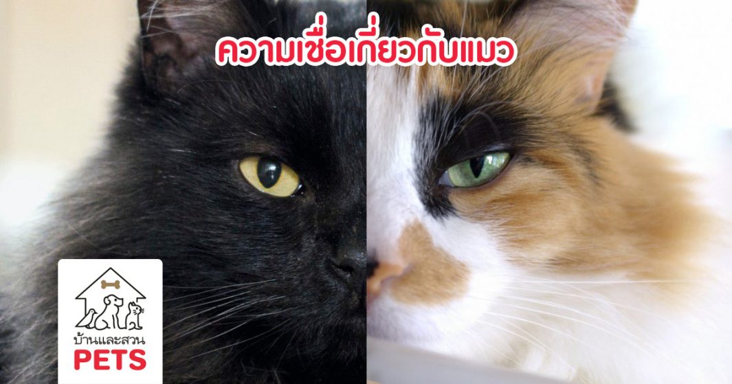 ความเชื่อเกี่ยวกับแมวดำ และแมวสามสีในแต่ละประเทศ