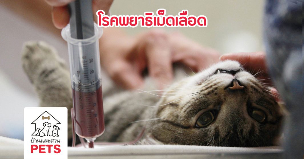 โรคพยาธิเม็ดเลือด หรือโรคไข้เห็บ (Canine Blood Parasites) โรคพยาธิเม็ดเลือด