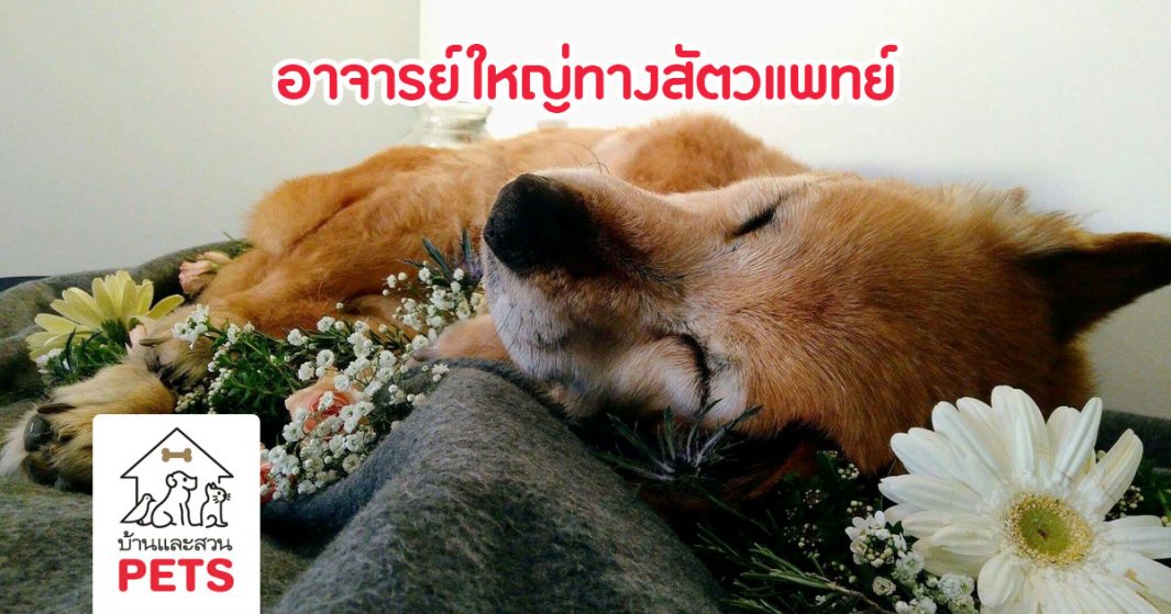 มอบร่างสัตว์เลี้ยงเป็น อาจารย์ใหญ่ทางสัตวแพทย์