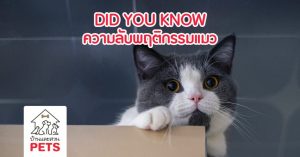 ไข 8 ความลับพฤติกรรมแมว ที่ทำให้ทาสต้องสงสัย พฤติกรรมแมว