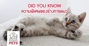 8 ความพิเศษของร่างกายแมว ที่ทาสแมวอาจไม่เคยรู้ ร่างกายแมว