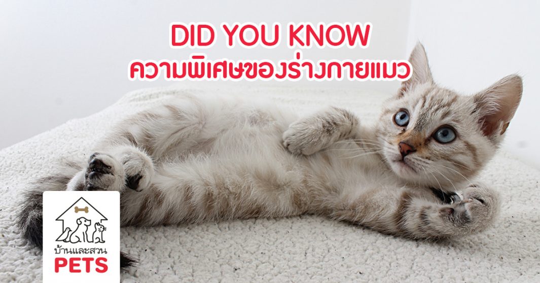 8 ความพิเศษของร่างกายแมว ที่ทาสแมวอาจไม่เคยรู้ ร่างกายแมว