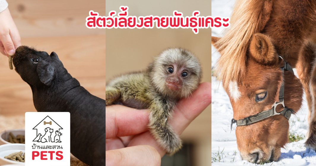 ความน่ารักแบบย่อส่วนของ สัตว์เลี้ยงตัวจิ๋ว หรือ สัตว์เลี้ยงแคระ