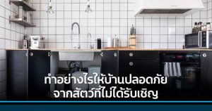 ทำอย่างไร ให้บ้านปลอดภัยจากสัตว์ที่ไม่ได้รับเชิญ