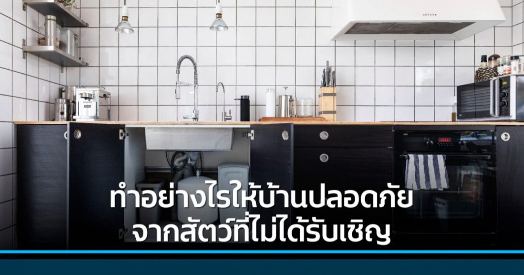 ทำอย่างไร ให้บ้านปลอดภัยจากสัตว์ที่ไม่ได้รับเชิญ