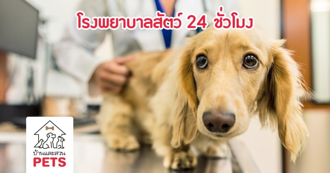 โรงพยาบาลสัตว์ 24 ชั่วโมง