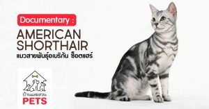 อเมริกัน ช็อตแฮร์ (American Shorthair) ลักษณะสายพันธุ์และนิสัย อเมริกัน ช็อตแฮร์