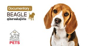 บีเกิล (Beagle) ลักษณะสายพันธุ์และนิสัย บีเกิล