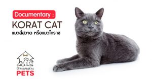 แมวโคราช (Korat Cat) ลักษณะสายพันธุ์และนิสัย แมวโคราช