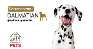 ดัลเมเชียน (Dalmatian) ลักษณะสายพันธุ์และนิสัย