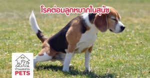 โรคต่อมลูกหมากโต (Benign Prostatic Hyperplasia : BPH)