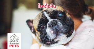 โรคต้อหิน (Glaucoma) จากความผิดปกติของความดันในลูกตา โรคต้อหิน