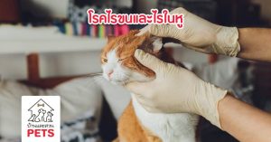 ไรขน (Cheyletiella) และ ไรในหู (Otodectes cynotis) ไรขน