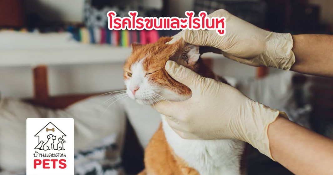 ไรขน