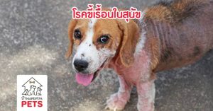 โรคขี้เรื้อนแห้ง และขี้เรื้อนเปียกในสุนัข