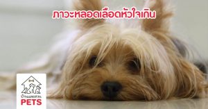 ภาวะหลอดเลือดหัวใจเกิน Patent Ductus Arteriosus (PDA)