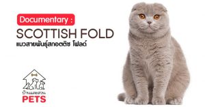 สกอตติช โฟลด์ (Scottish Fold) ลักษณะสายพันธุ์และนิสัย