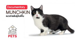 มันช์กิ้น (Munchkin) ลักษณะสายพันธุ์และนิสัย มันช์กิ้น