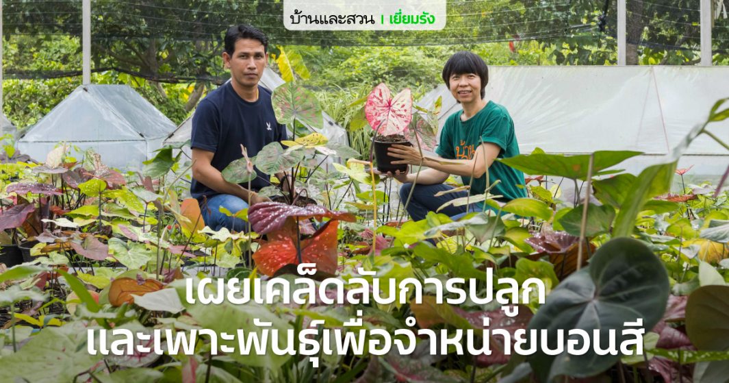 ไขทุกข้อสงสัยที่คนรักบอนสีต้องรู้ กับผู้เชี่ยวชาญด้านบอนสีมากว่า 20 ปี