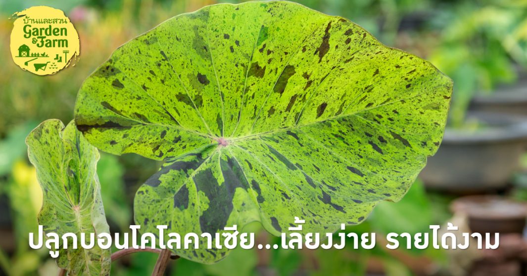ปลูกบอนโคโลคาเซีย เลี้ยงง่าย รายได้งาม