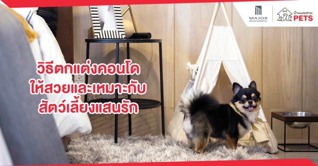 วิธีตกแต่งคอนโดให้สวยและเหมาะกับสัตว์เลี้ยงแสนรัก