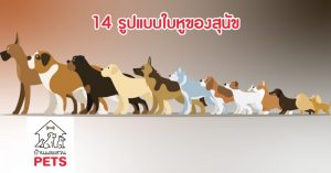 14 รูปแบบใบหูของสุนัข พร้อมชื่อเรียกเฉพาะ รูปแบบใบหูของสุนัข