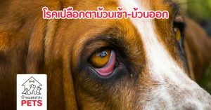 โรคเปลือกตาม้วนเข้า และม้วนออก (Entropion & Ectropion eyelids)