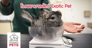 คลินิกและโรงพยาบาลสัตว์ที่รับรักษา Exotic Pet