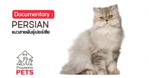 แมวเปอร์เซีย (Persian) ลักษณะสายพันธุ์และนิสัย