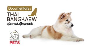 ไทยบางแก้ว (Thai Bangkaew) ลักษณะสายพันธุ์และนิสัย ไทยบางแก้ว