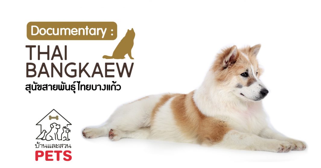 ไทยบางแก้ว