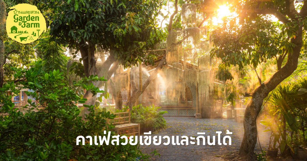 ไปตามหาไอเดียปลูกพืชผักและจัดสวนกินได้ ในหนังสือ Outdoor Café