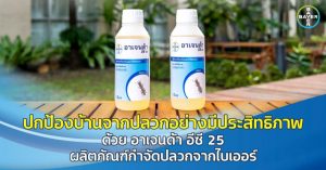 ปกป้องบ้านจากปลวกอย่างมีประสิทธิภาพ ด้วย อาเจนด้า อีซี 25 ผลิตภัณฑ์กำจัดปลวกจากไบเออร์
