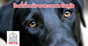 โรคที่เกี่ยวกับจอประสาทตาในสุนัข