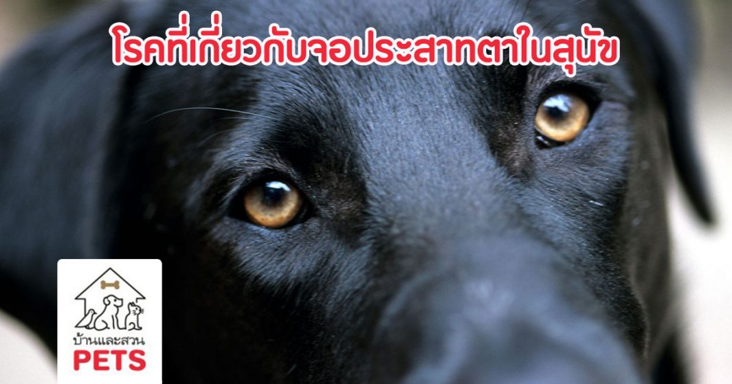 โรคที่เกี่ยวกับจอประสาทตาในสุนัข