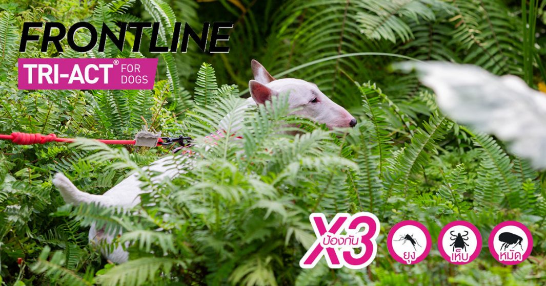Frontline TRI ACT องครักษ์พิทักษ์สุนัขสายลุย