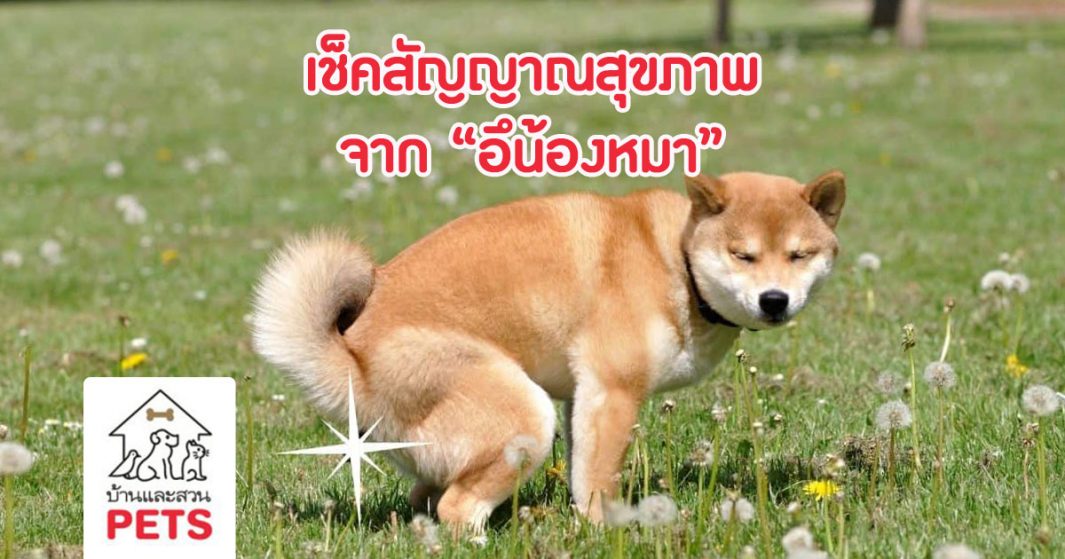 เช็คสัญญาณสุขภาพ จาก อึน้องหมา